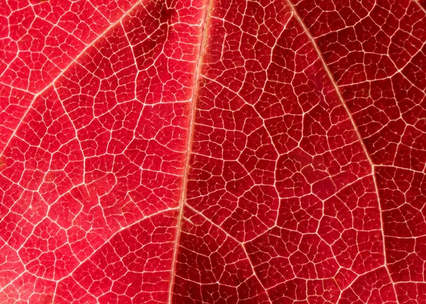 Textura Primer Plano Hermosa Hoja Roja — Foto de Stock