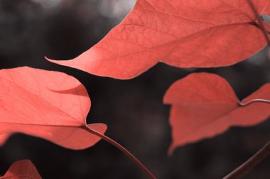 Renkli yaşam mercan güzel yaprakları