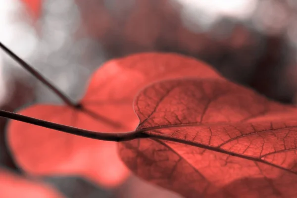 Hermosas Hojas Color Coral Vivo Con Bokeh — Foto de Stock