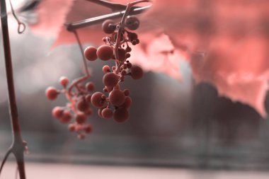 Bokeh trendy renkli yaşam mercan ile üzüm demet