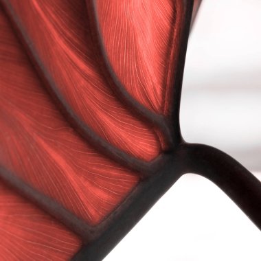 Renkli yaşam mercan güzel tropikal dokulu yaprak