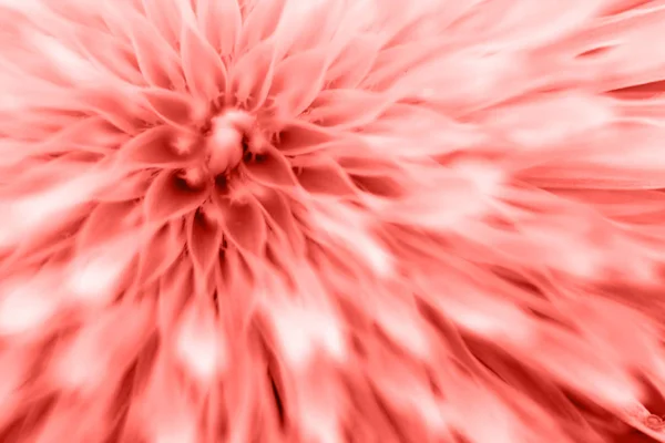 Художественный Одуванчик Цвете Живых Кораллов Фоне — стоковое фото