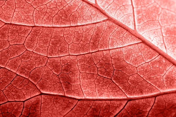 Textured surface of leaf with veins in color of living coral