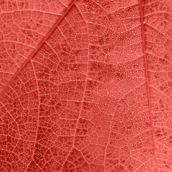 Textura Viva Hoja Coral Con Pequeñas Gotas Pequeñas Venas — Foto de Stock