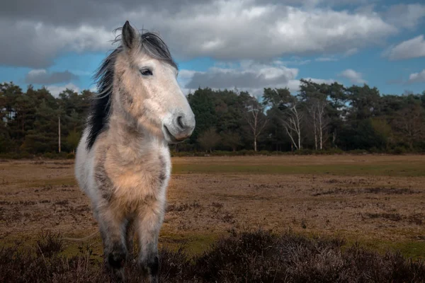Beyaz Atın Yeni Forrest Milli Parkı Hampshire Ngiltere Için Poz — Stok fotoğraf