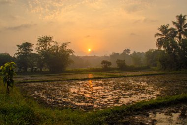 Gün batımı sırasında teraslı pirinç tarlaları Tayland