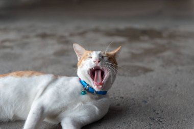 Esneme zemin üzerinde beyaz zencefil kedi