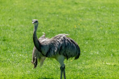 Devekuşu çim çayır üzerinde