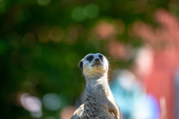 Meerkat debout demi-corps portrait — Photo