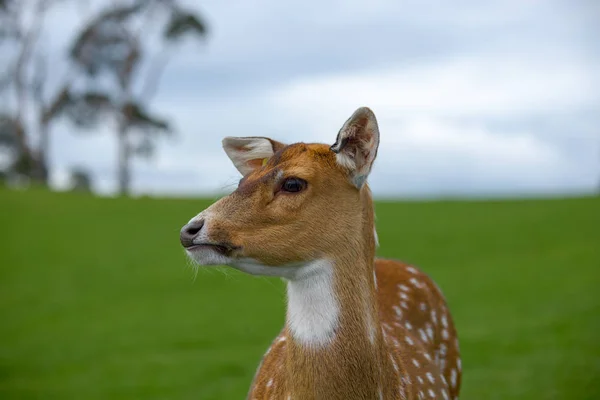 female deer head in the grass meadow
