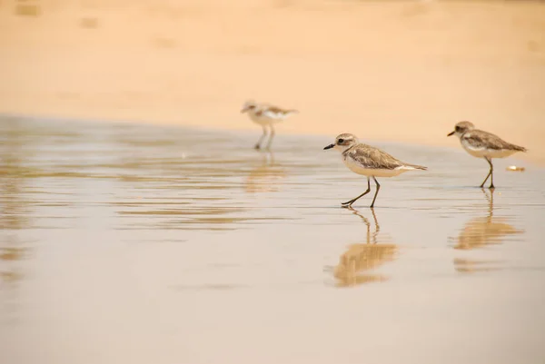 Fêmea kentish plover — Fotografia de Stock