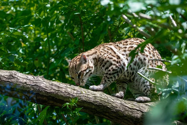 Ocelot in jungle tree branches Stock Picture