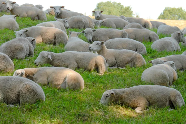 Sheep laying in grass meadow Stock Photo