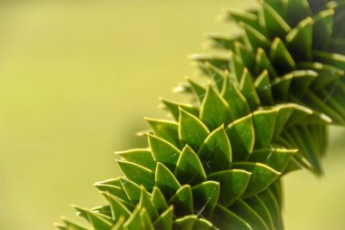 Bükülmüş maymun puzzle ağacı şube Detayı