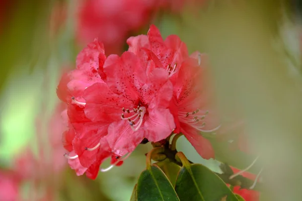 Red Rhododendron flor com fundo desfocado verde — Fotografia de Stock