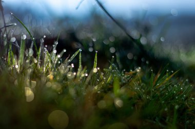 Sabah çiy damlacıkları ile çim ayrıntılı