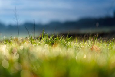 Sabah çiy damlacıkları ile çim ayrıntılı