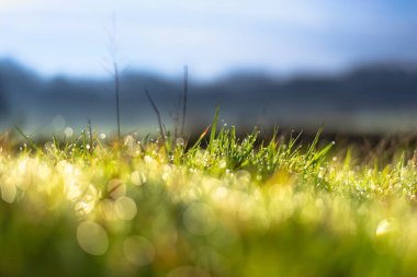 Sabah çiy damlacıkları ile çim ayrıntılı