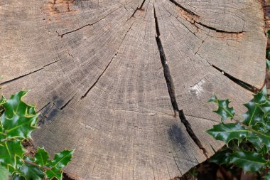 Ahşap doku arka plan İngilizce Holly yaprakları ile