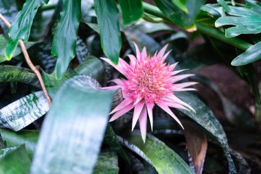 Güzel renkli Egzotik orkide çiçekler