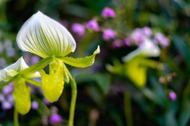 Güzel renkli Egzotik orkide çiçekler