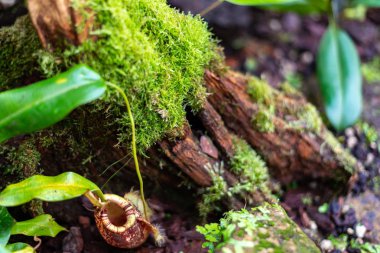 etobur sürahi bitki ve moss