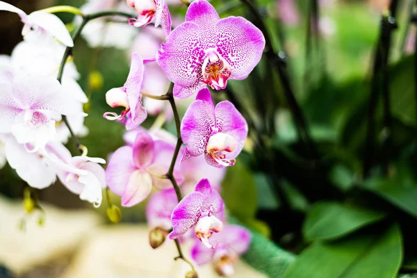 Beautiful colorful exotic orchid flowers — Stock Photo, Image