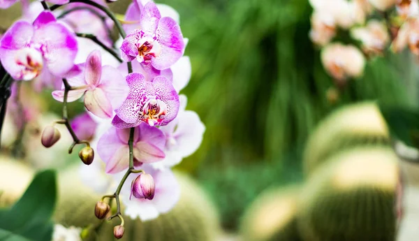 Belles fleurs exotiques colorées d'orchidée — Photo