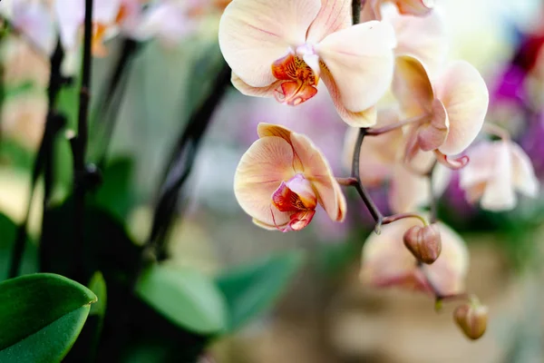 Όμορφη πολύχρωμα εξωτικά λουλούδια ορχιδέας — Φωτογραφία Αρχείου