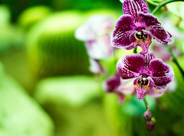 Schöne bunte exotische Orchideenblumen — Stockfoto