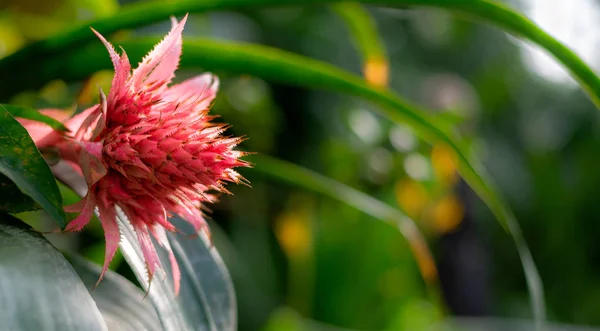 Beautiful colorful exotic orchid flowers