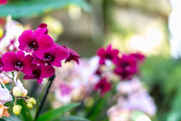 Belles fleurs exotiques colorées d'orchidée — Photo