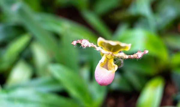 Beautiful colorful exotic orchid flowers