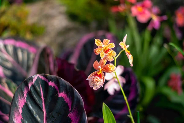 Beautiful colorful exotic orchid flowers — Stock Photo, Image