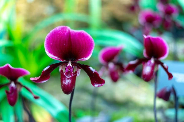 Beautiful colorful exotic orchid flowers — Stock Photo, Image