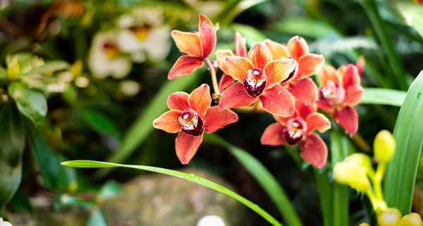 Beautiful colorful exotic orchid flowers — Stock Photo, Image