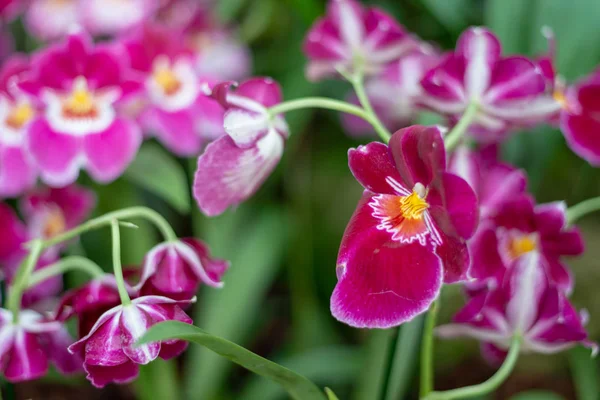 Belles fleurs exotiques colorées d'orchidée — Photo