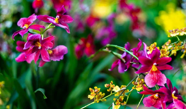 Beautiful colorful exotic orchid flowers