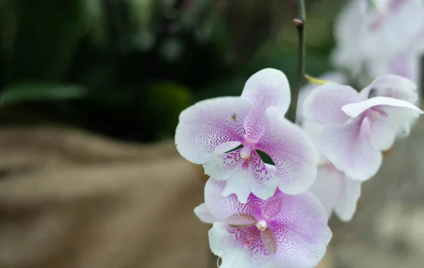 Güzel renkli Egzotik orkide çiçekler Stok Fotoğraf