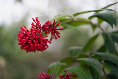 Cestrum elegans, mor cesrum, kırmızı cestrum veya piç Yasemin da bilinir.