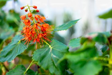 Greyia sutherlandii veya Natal Bottlebrush