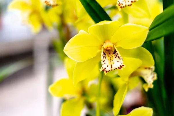 Цветение желтой цимбидиевой орхидеи . — стоковое фото