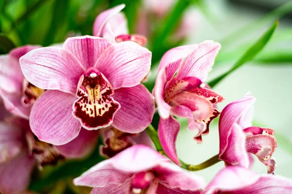 Orchidée de bateau rose rouge Cymbidium — Photo