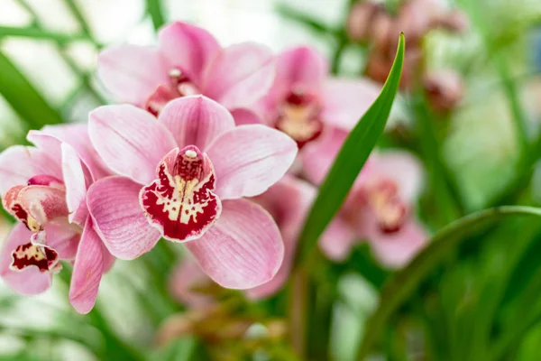 Red pink Boat Orchid Cymbidium — Stock Photo, Image