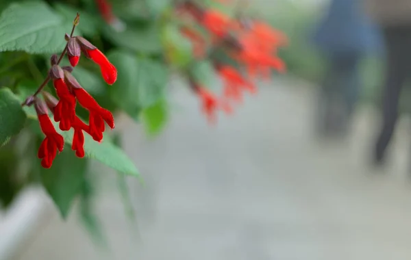 Red Salvia gesneriflora gesneriiflora flowers Stock Picture