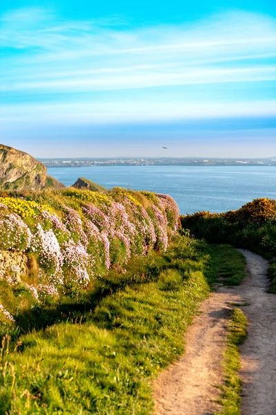 Hiking path with flowers and blue Sky Background in Cornwall, England, UK Royalty Free Stock Images