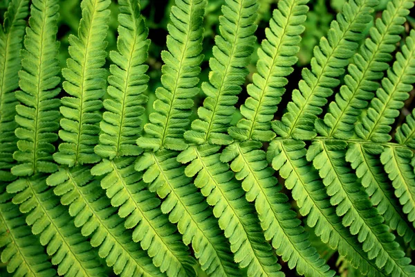 Feuille Fraîche Fougère Grise Dans Fond Forêt — Photo