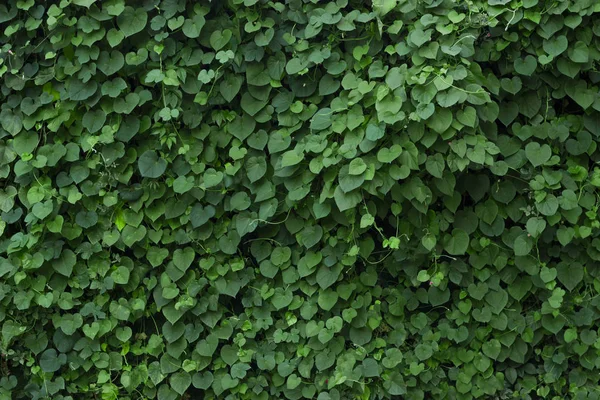 Green plant wall texture