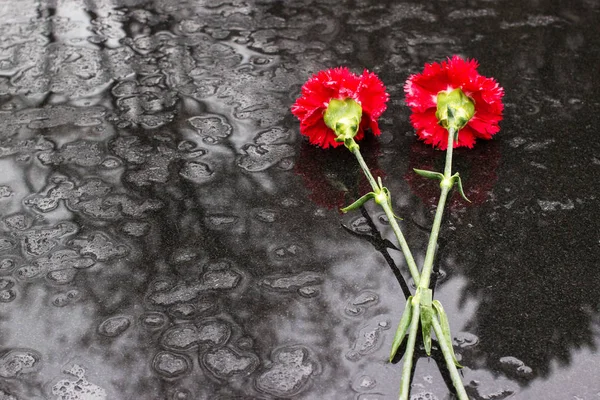 Redchrysanthemums Fekete Felületi Esőben Évforduló Nagy Honvédő Háborúban Aratott Győzelem — Stock Fotó