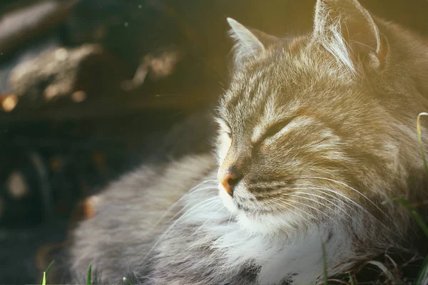 Um retrato de um gato cochilando fofo na luz do sol de primavera — Fotografia de Stock